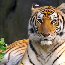 Схема вышивки «тигр»