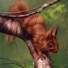 Схема вышивки «белка»