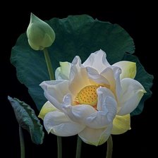 Схема вышивки «лотос2»