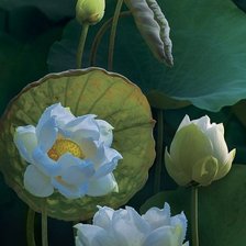 Схема вышивки «лотосы»