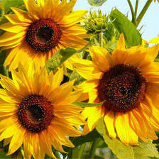Схема вышивки «подсолнухи»