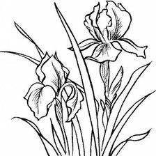Схема вышивки «ирисы»