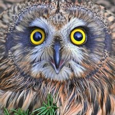 Схема вышивки «№703116»