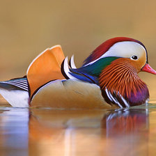 Схема вышивки «Мандаринка»