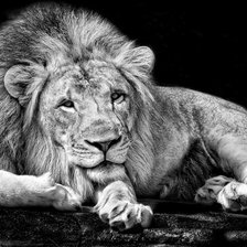 Схема вышивки «Лев»