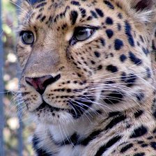 Схема вышивки «кошечка»