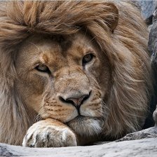 Схема вышивки «лев»