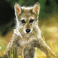 Схема вышивки «влюбленный волчонок»