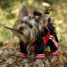 Схема вышивки «Йоркширский терьер»