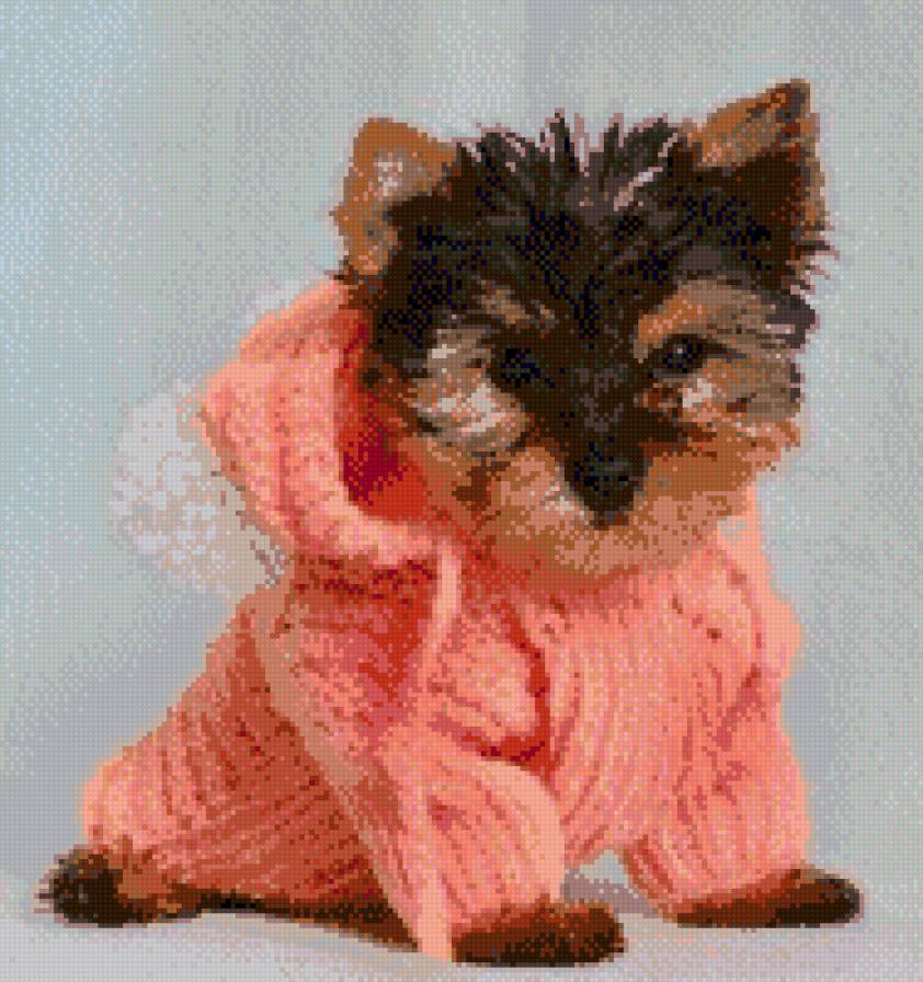 Йоркширский терьер - предпросмотр