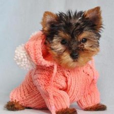 Схема вышивки «Йоркширский терьер»