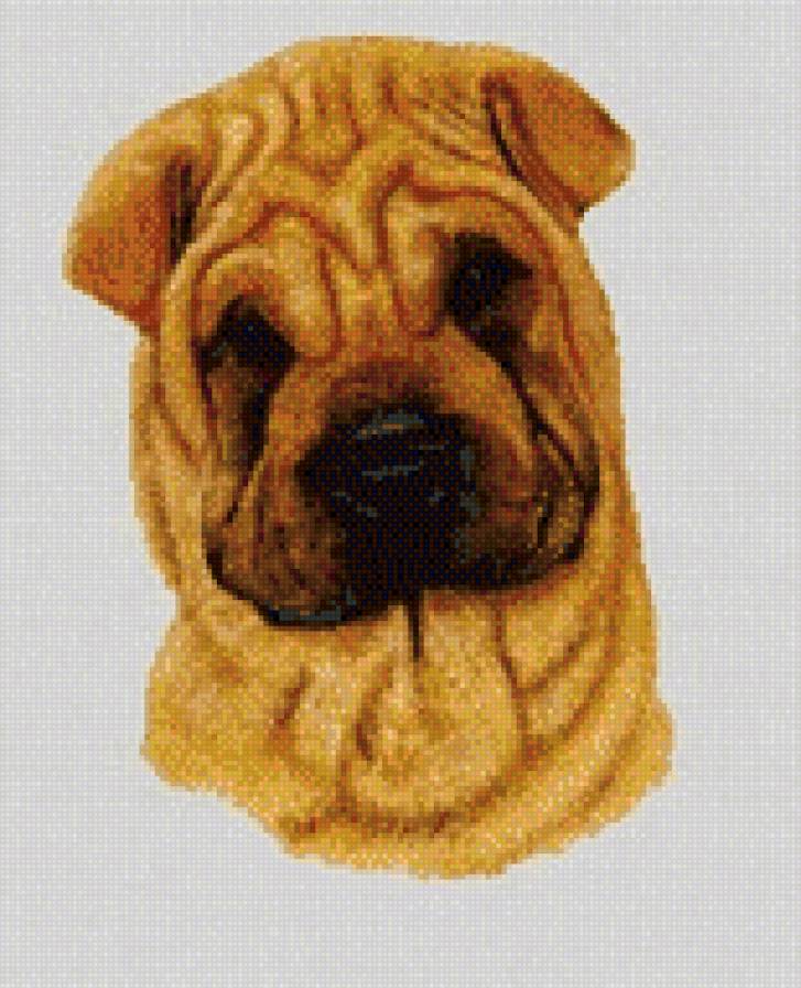 Шарпей - шарпеи, собаки - предпросмотр