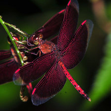 Схема вышивки «Стрекоза»