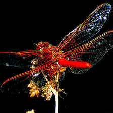 Схема вышивки «стрекоза»