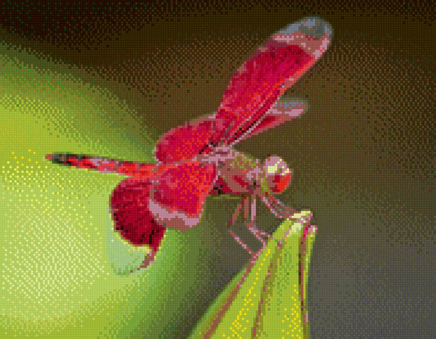 стрекоза - предпросмотр