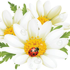 Схема вышивки «Ромашки»