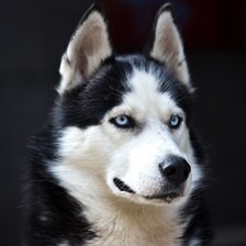 Схема вышивки «№704590»