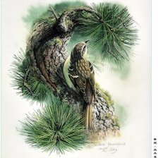 Схема вышивки «Птичка на еловой ветке»