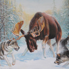 волки и лось