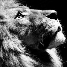 Схема вышивки «Лев»