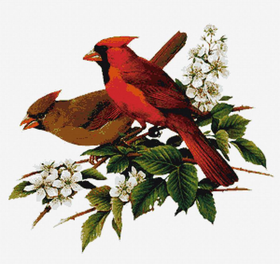 Два кардинала - птицы, цветы - предпросмотр