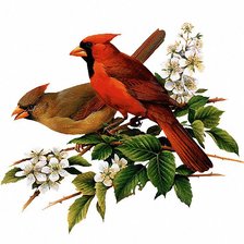 Два кардинала