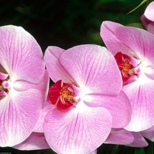 Схема вышивки «цветы»