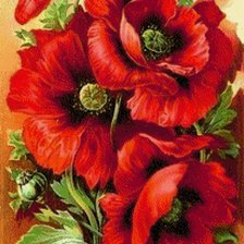 Схема вышивки «маки»