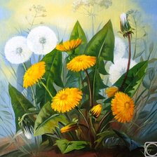 одуванчики