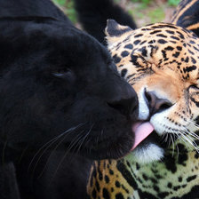 Схема вышивки «леопарды»