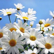 Схема вышивки «Ромашки биссером»