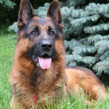 Схема вышивки «овч»