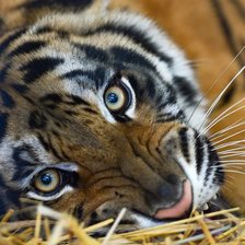 Схема вышивки «тигра»