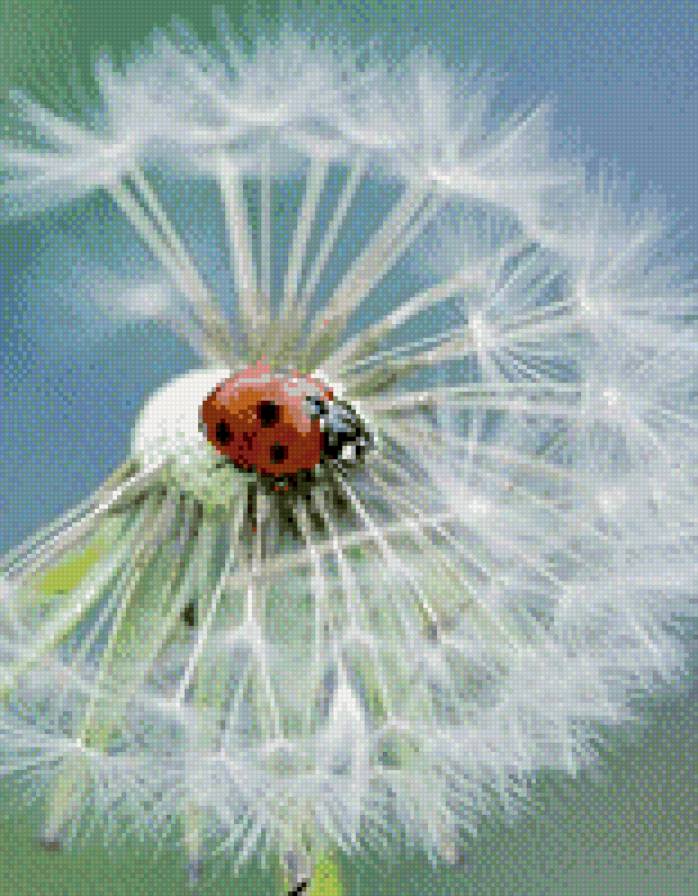 Божья коровка - жук, природа, одуванчик, божья коровка - предпросмотр