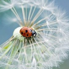 Схема вышивки «Божья коровка»