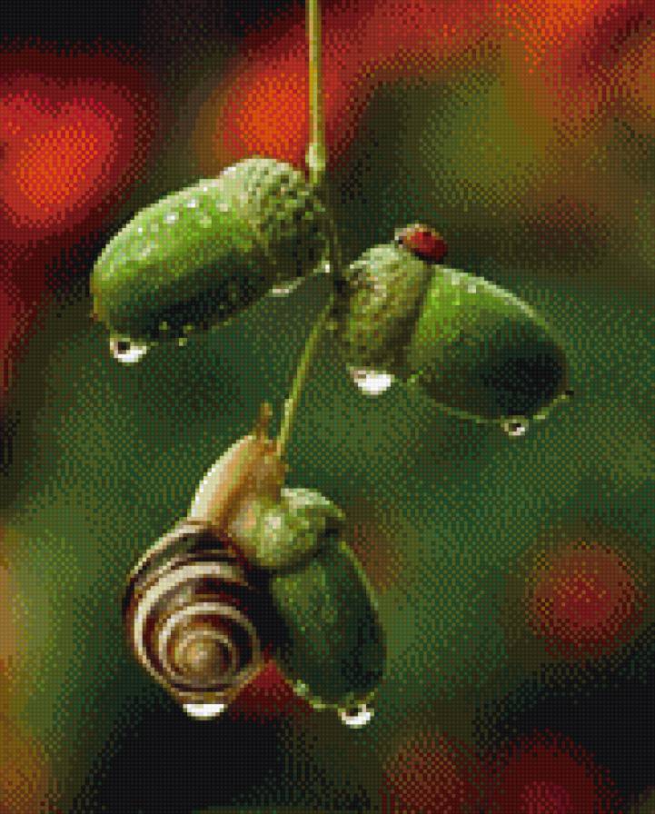 Желуди - природа, улитка, желудь - предпросмотр