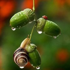 Схема вышивки «Желуди»