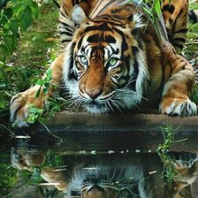 Схема вышивки «Тигр»