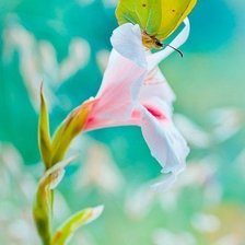 Схема вышивки «Бабочка»