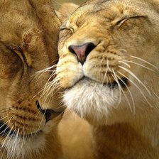 Схема вышивки «львы»