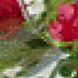 Предпросмотр схемы вышивки «розы» (№705814)