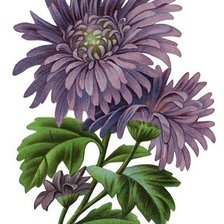 Схема вышивки «кризантема»