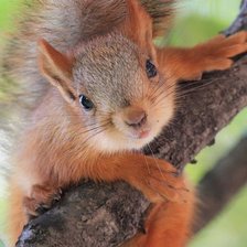 Схема вышивки «белочка»