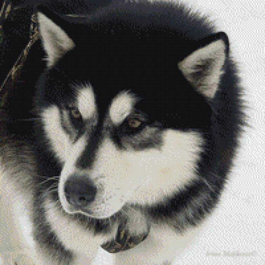 хаски - предпросмотр