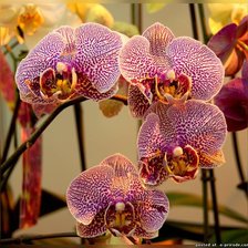 Схема вышивки «Орхидеи»