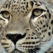 Схема вышивки «Кыса»