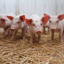 Схема вышивки «Поросята»