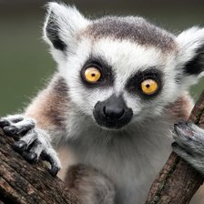 Схема вышивки «лемур»