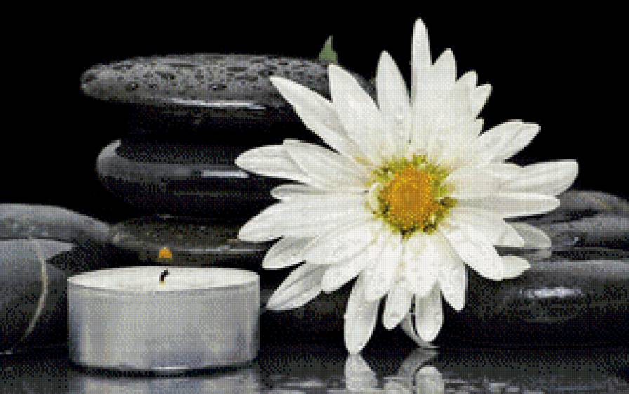 ромашка - свеча, красота, цветы, природа, ромашка, камень - предпросмотр