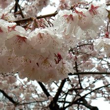 Схема вышивки «дерево»